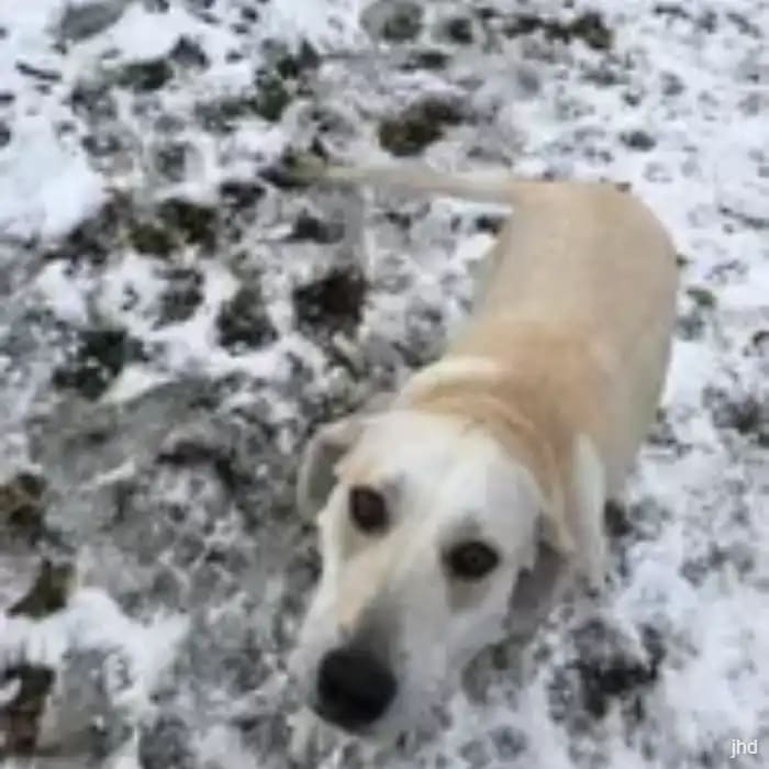 A dog in the snow during a drop in visit
