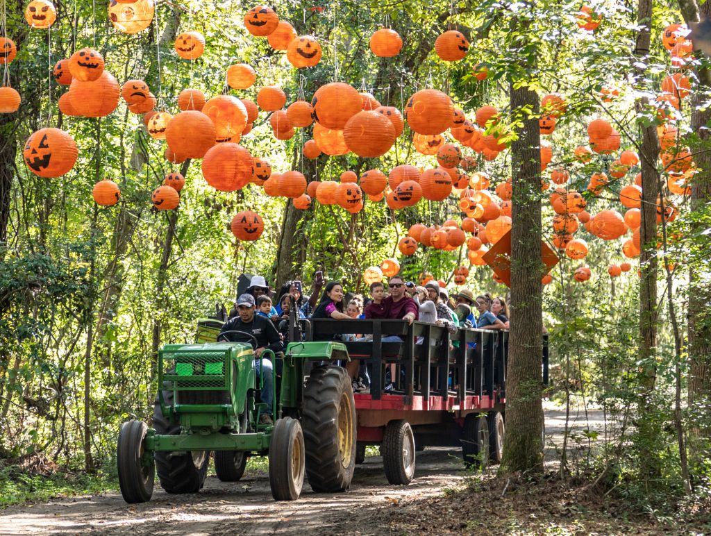 Boone Hall Pumpkin Patch