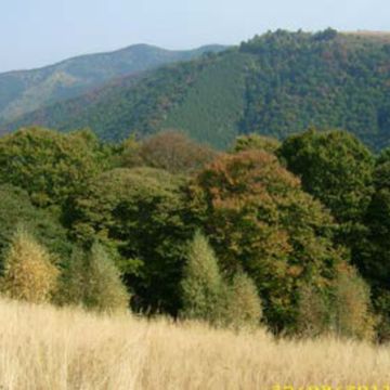 Private Hiking Tour in the Carpathian Mountains from Paltinis