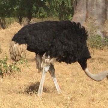 De Dakar au Sine Saloum