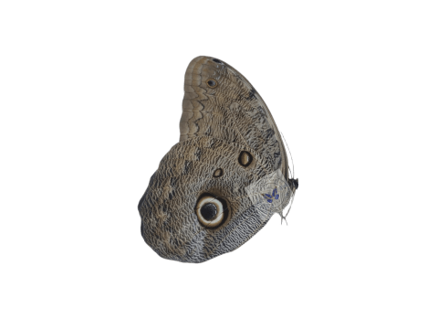 Copia de Caligo eurilochus livius ventral