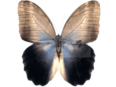 Copia de Caligo eurilochus livius reverso