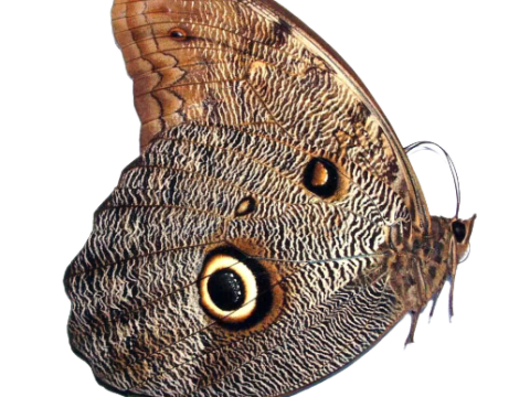 Copia de Caligo eurilochus livius-L