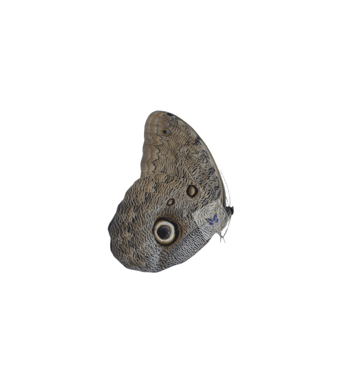 Copia de Caligo eurilochus livius ventral