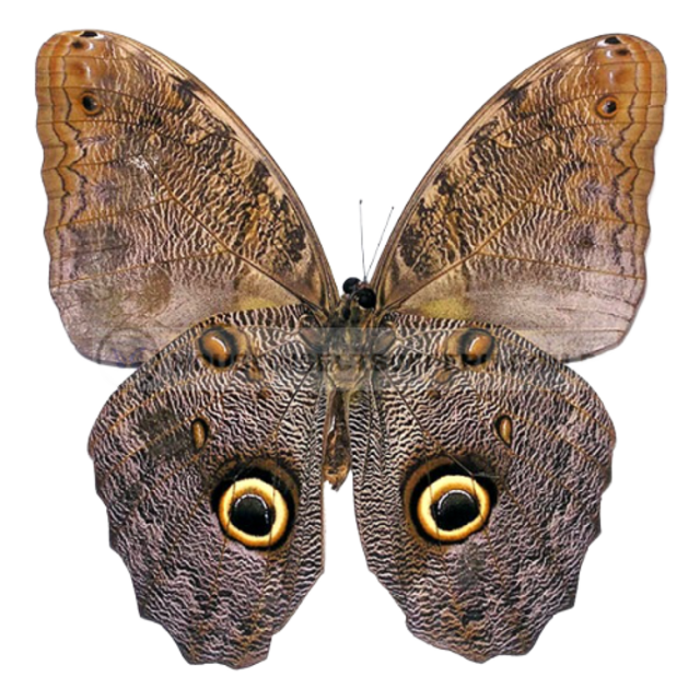 Copia de Caligo eurilochus livius reverso
