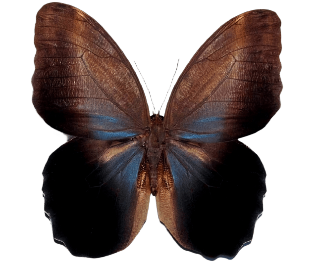 Copia de Caligo eurilochus livius ventral