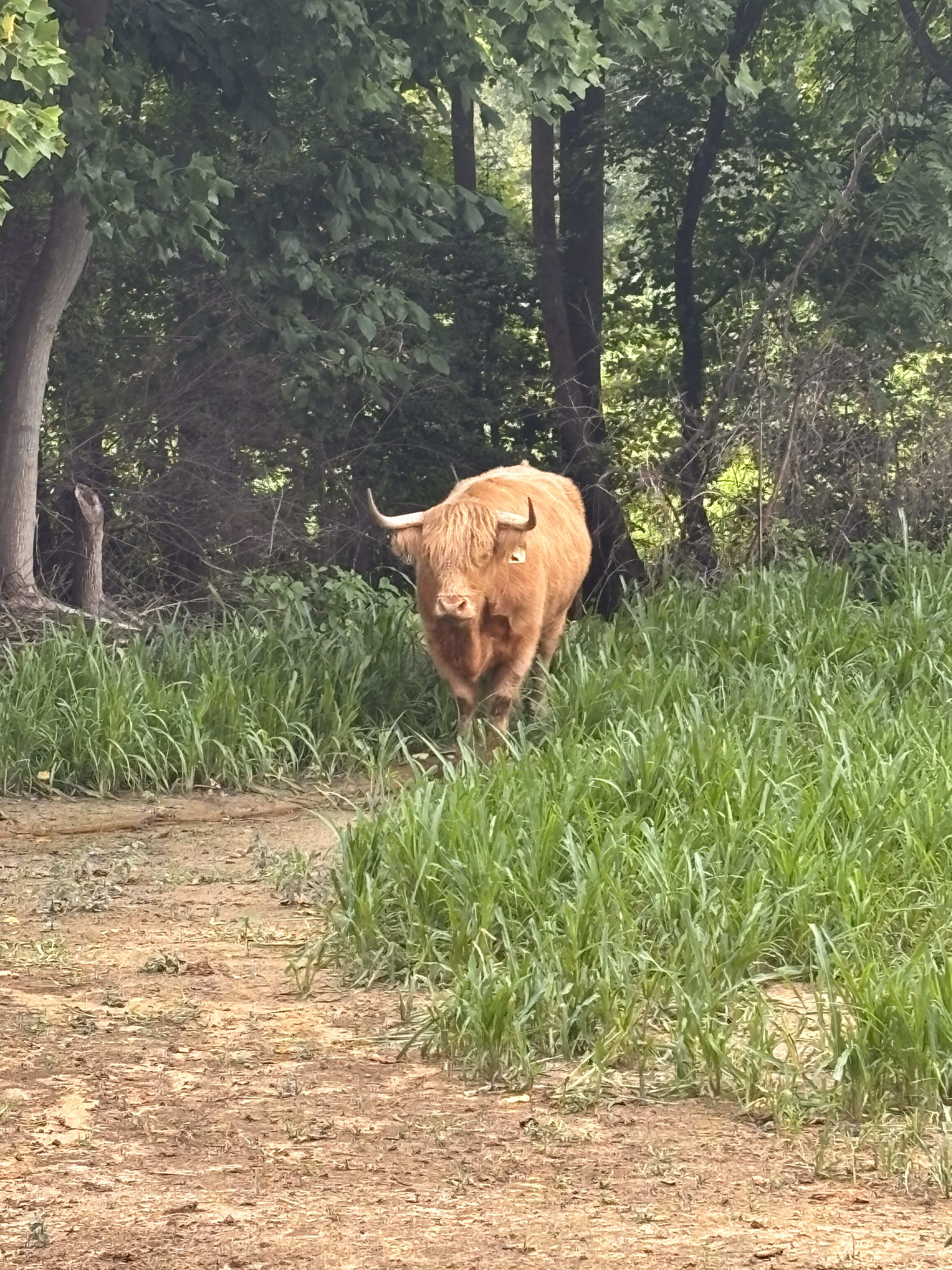 Goats at the farm