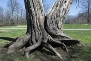 practicing healthy interdependence to heal attachment wounds and develop secure attachment