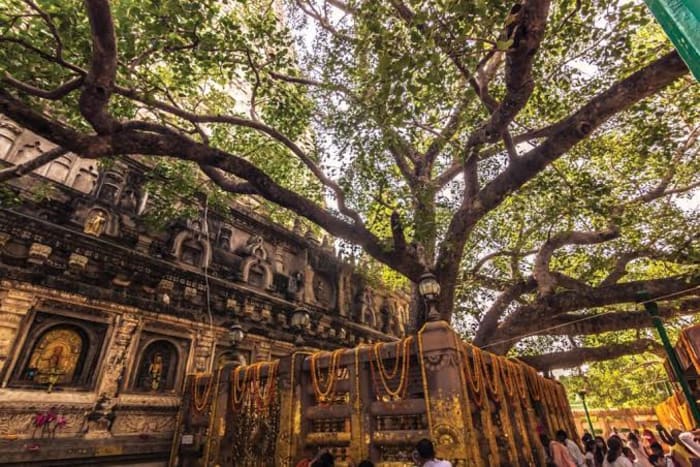 Bodhi Tree, Bodhgaya