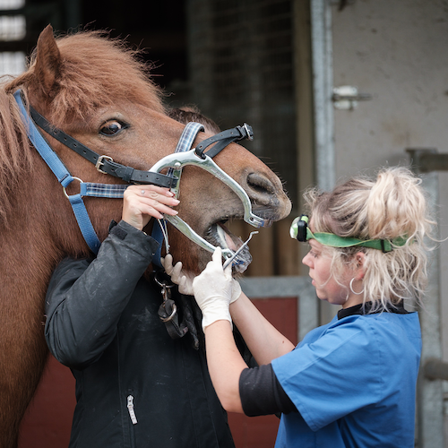 Dentiste pour chevaux, un métier en plein développement - Radio Scoop