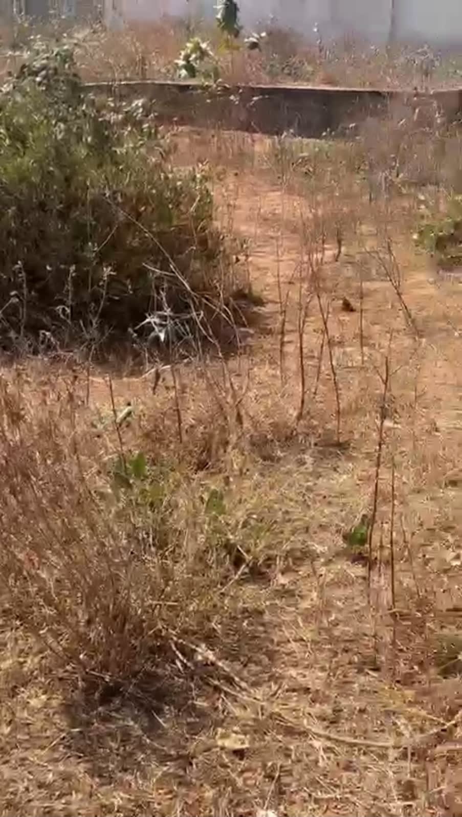 Deux terrains de 300m2 chacun jumelés à Thies à côté du péage ila touba Momboye TF global