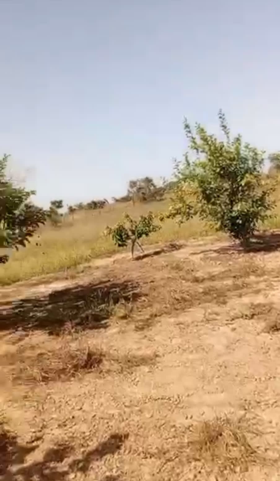 Terrain Agricole 15 Hectares à Vendre - Thieppe Route VDN Saint-Louis | 1ère Position | 37,5M FCFA