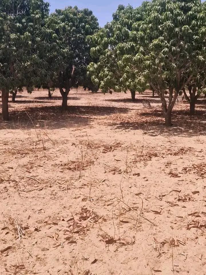 Terrain agricole 5000 m² à Tivaouane (axe Mboro) | 42 manguiers en production