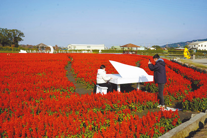 在一串紅花海中彈著鋼琴，賞花也聽優美音樂。（圖／中社觀光花市臉書截圖）