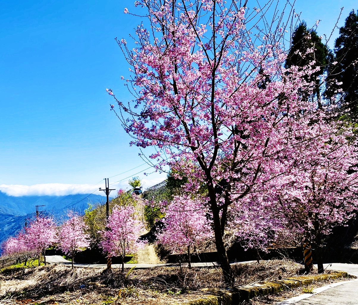 復興鄉高義部落櫻木花道。（姜依凡牧師提供）