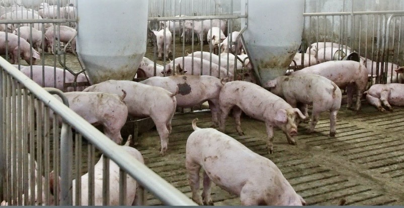 豬肉能不能吃,要留意飼養衛生環境。(翻攝自農業部臉書)