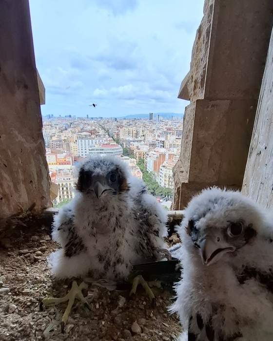 高塔上的遊隼。（FB@Basílica de la Sagrada Família）