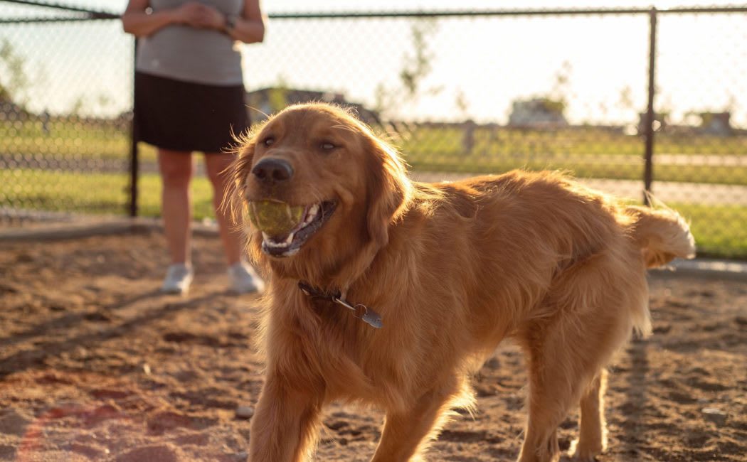 Dog running