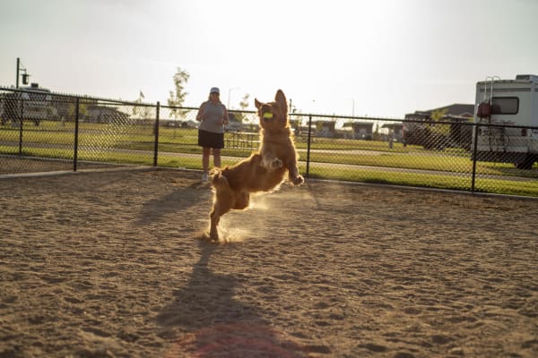 A dog catching a ball in the fenced dog area at Northern Quest RV Resort