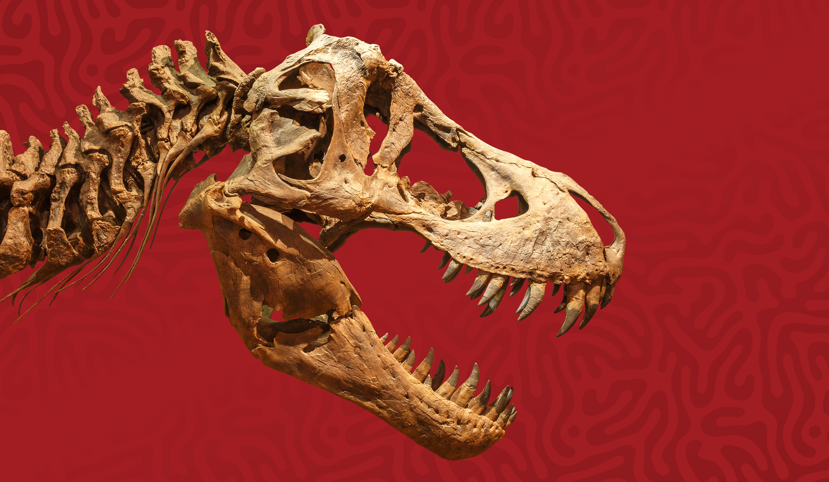 $35,000 Fossil Frenzy Hot Seats