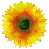 sun icon