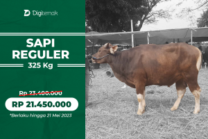 Sapi Bali ±325kg