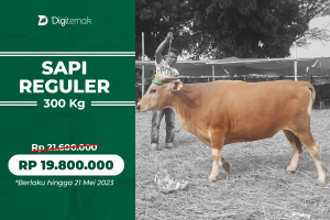 Sapi Bali ±300kg