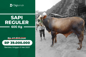 Sapi Limosin/Simental ±600kg