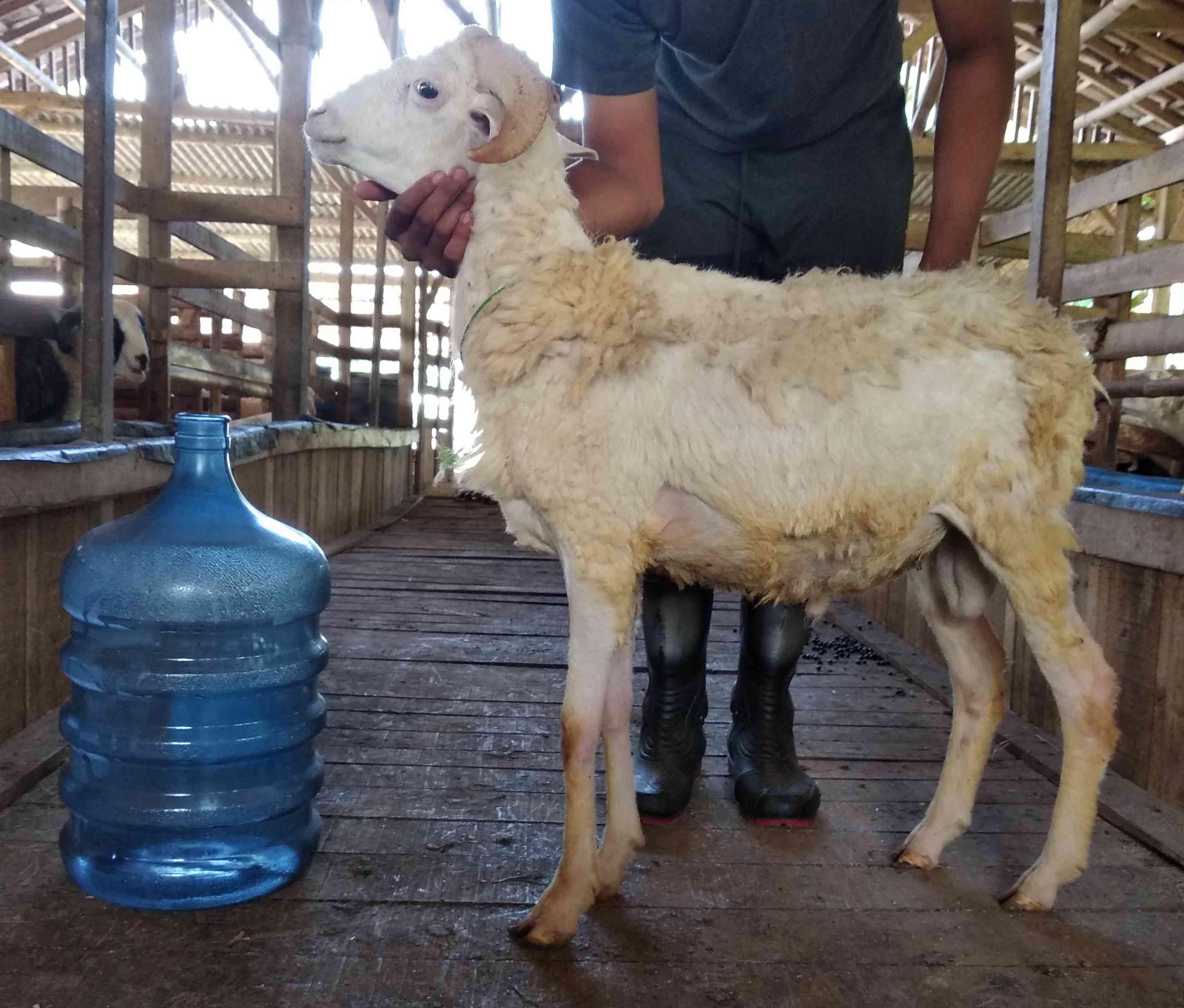 jual domba qurban di jakarta