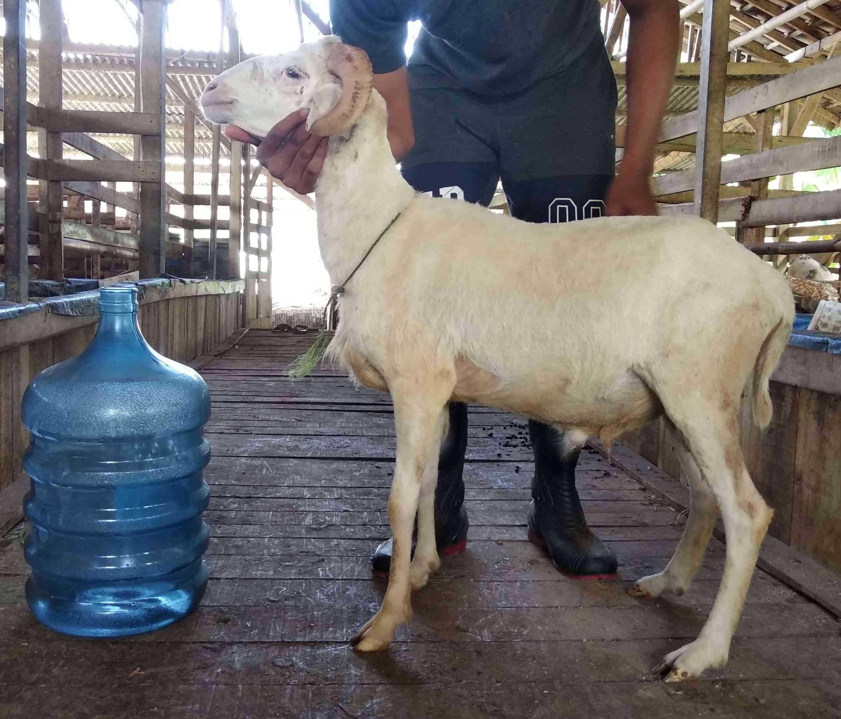 Domba Qurban bobot 25 - 30 Kg