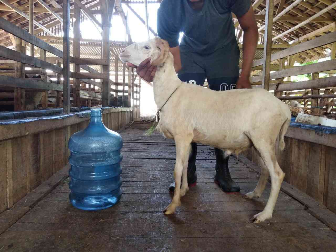Jual Domba Priangan