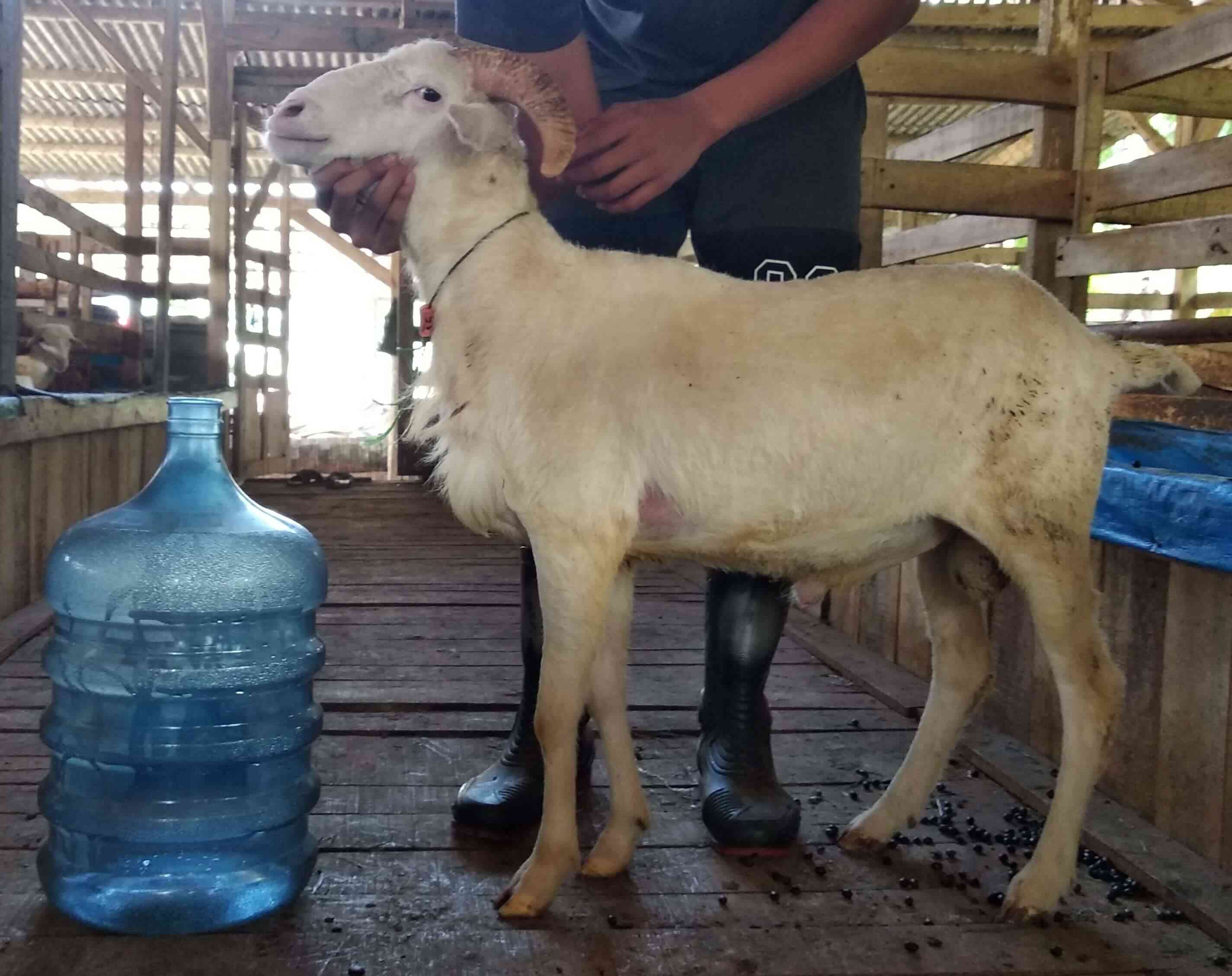 Domba Qurban