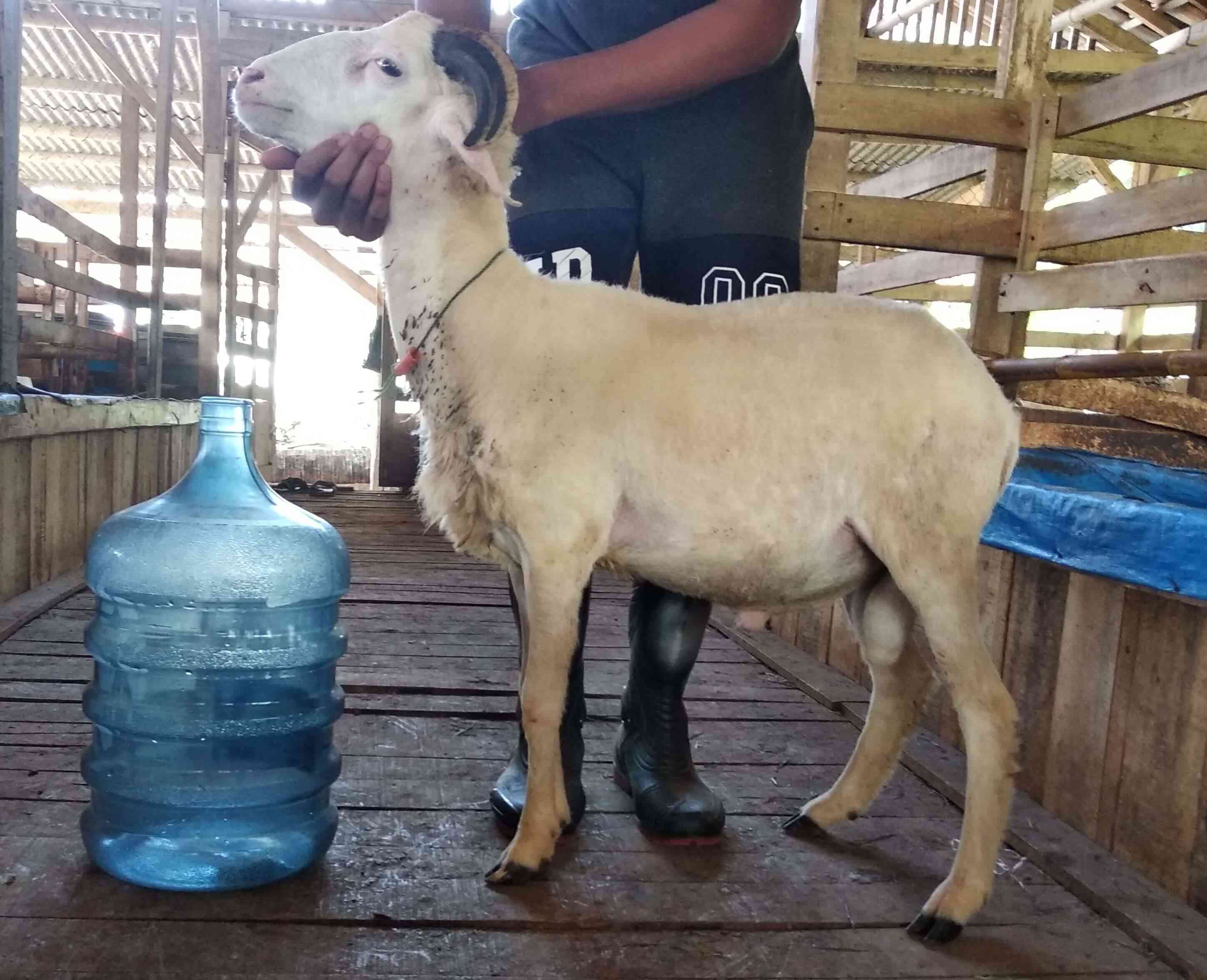 Domba Tanduk Qurban
