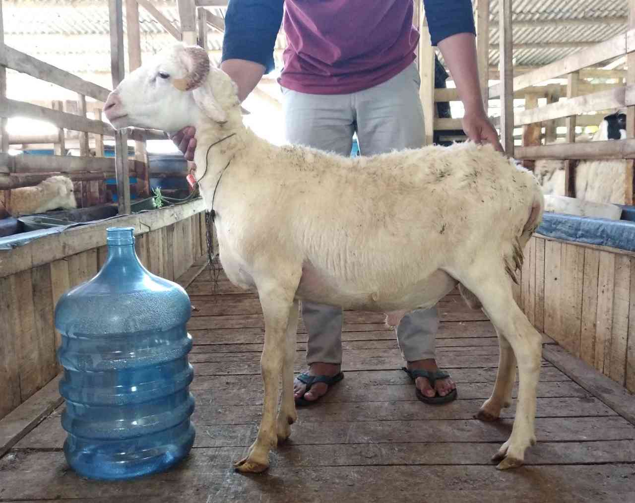 Jual Domba Qurban di Depok bobot 21-25 kg