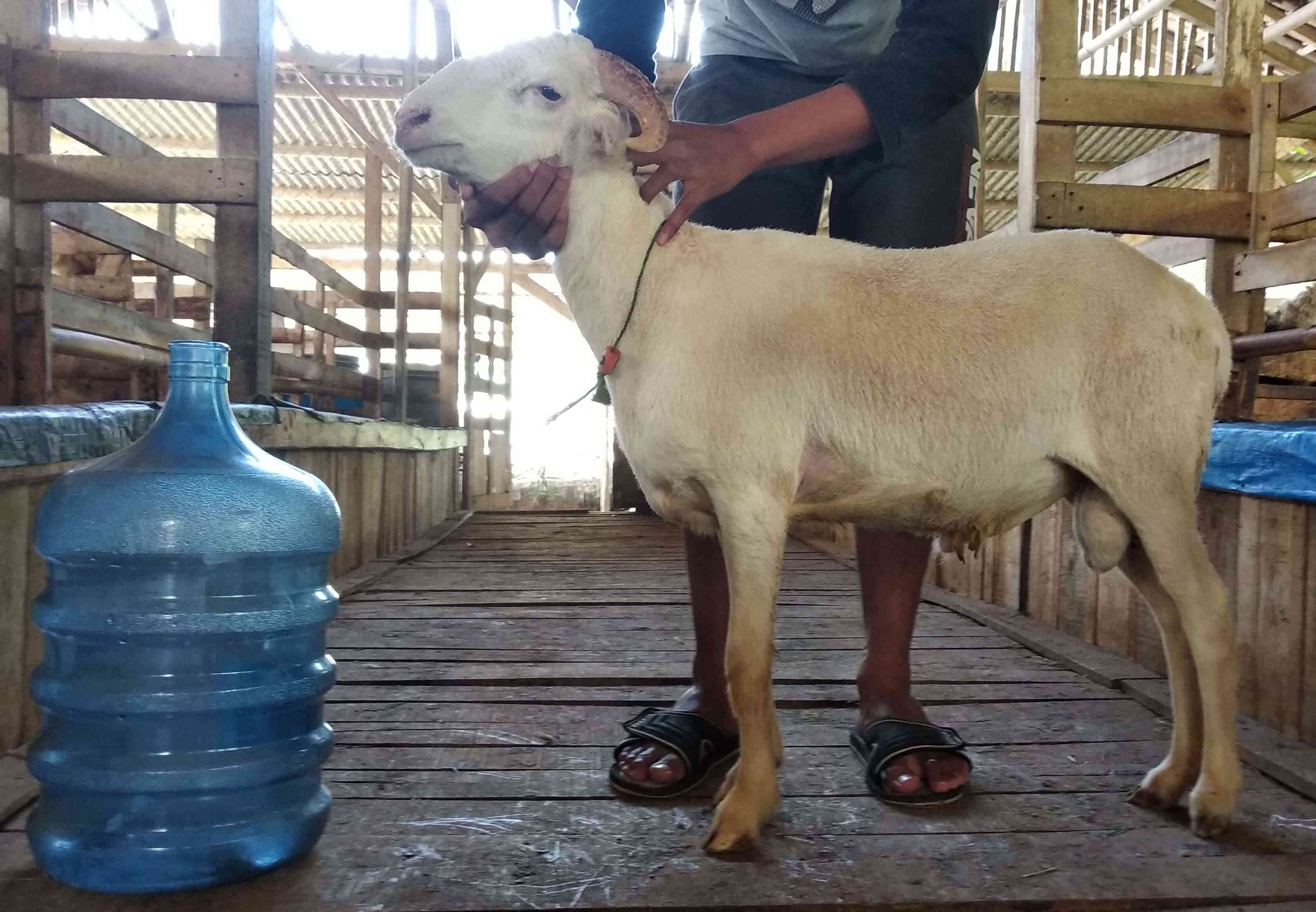 Jual Domba qurban
