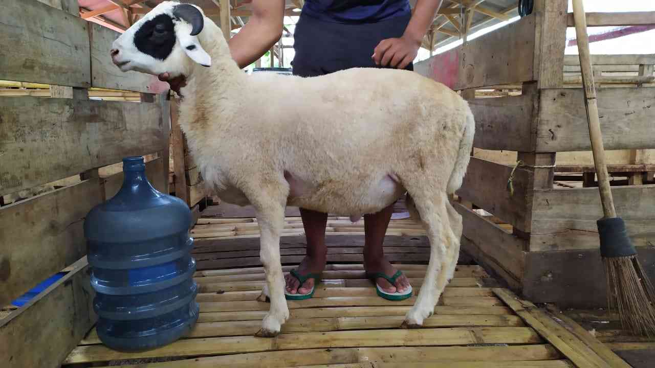 Domba Tanduk Super