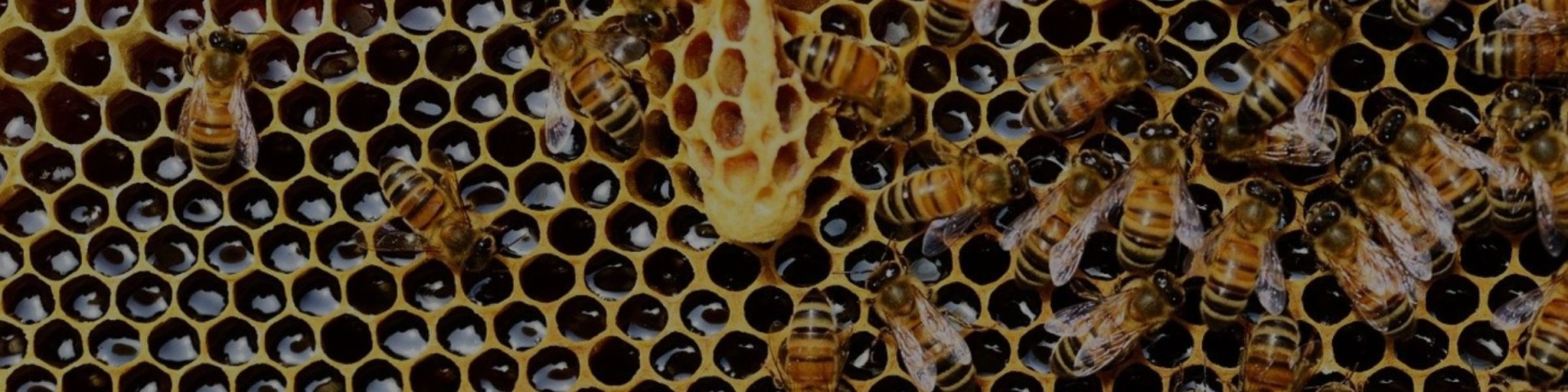 bee removals in Durban