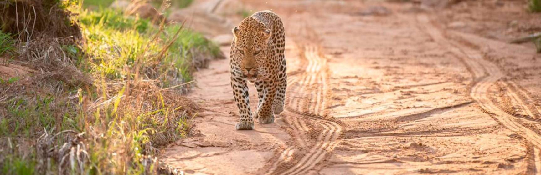 Africa do sul kapama river lodge leopardo jeep