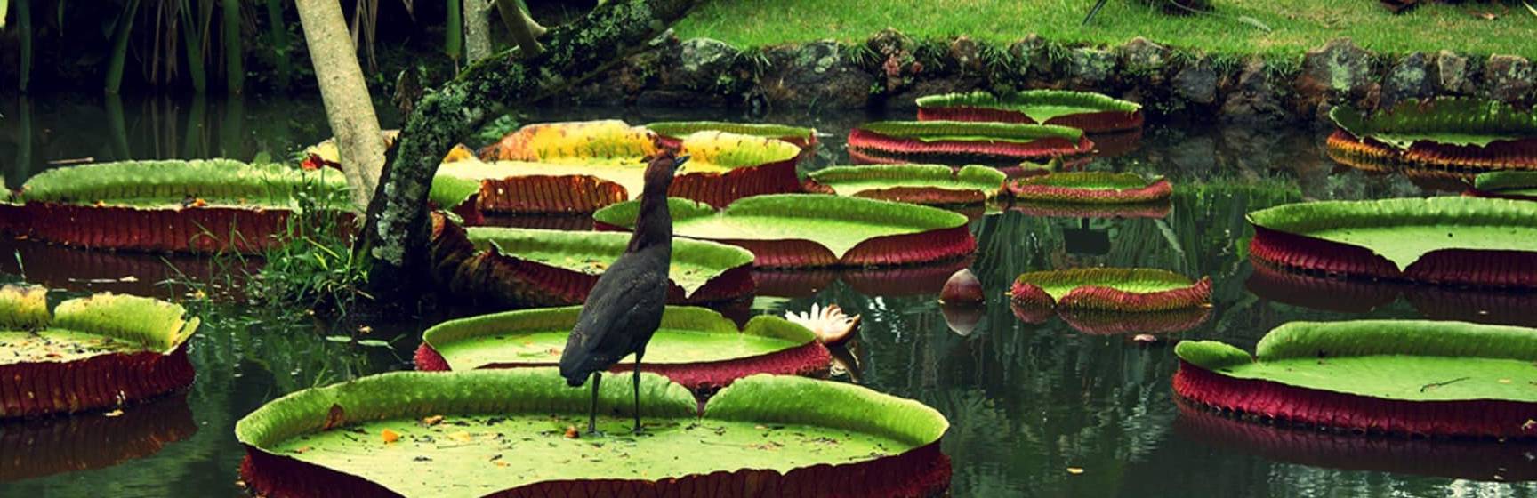 Amazonia vitoria regia