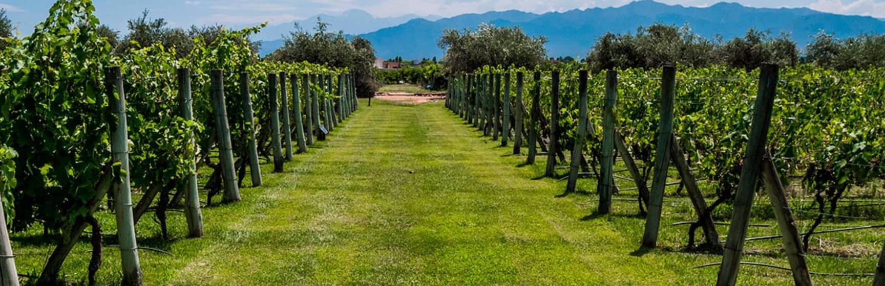 Beautiful view of a plantation of grape bearing vines with the andes mountains in the background men