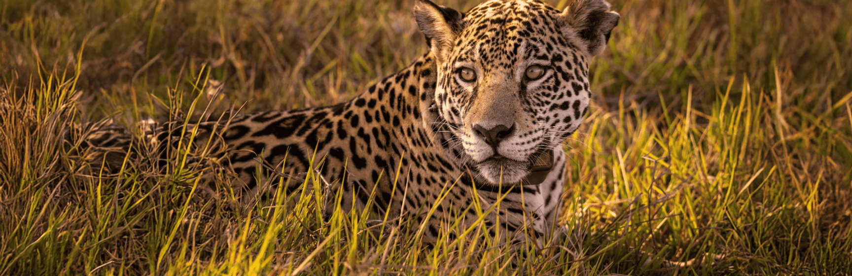 Capa pantanal on a pintada 1