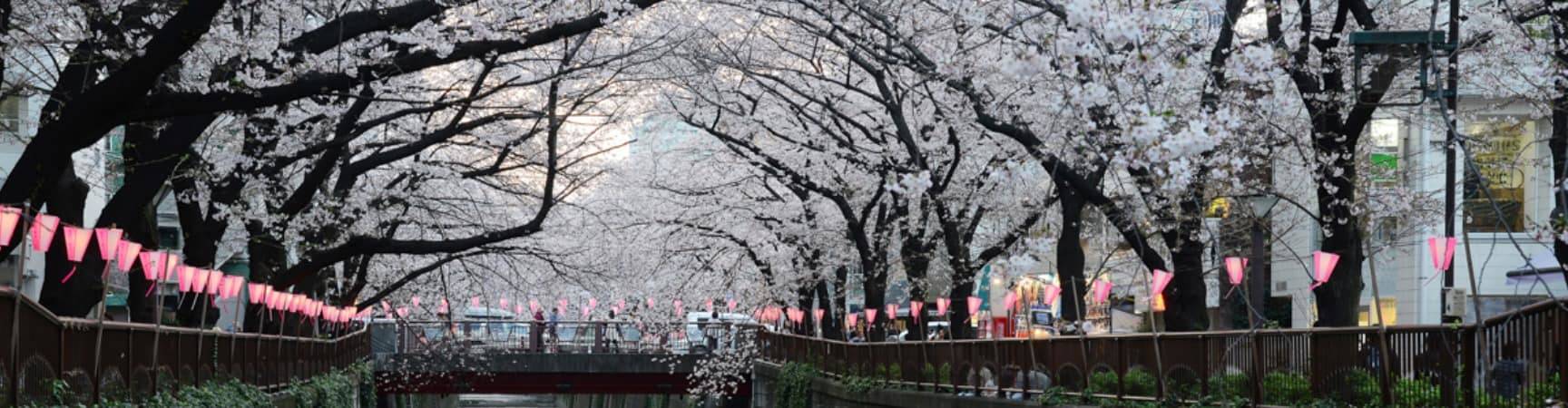 Cerejeira sakura Rio Meguro, Tóquio, Japão