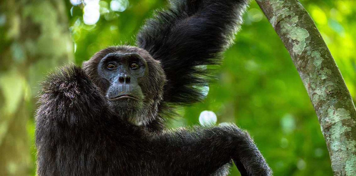 Chimpanzes na uganda