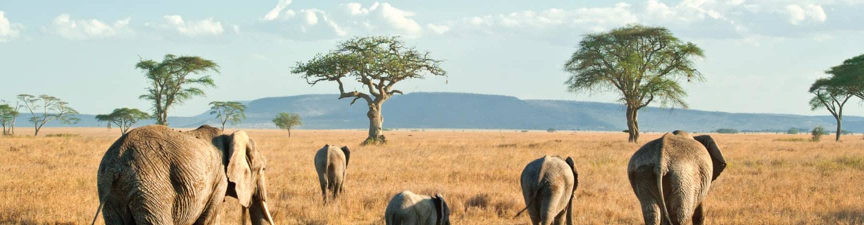 Elefantes safári Serengeti, Tanzânia