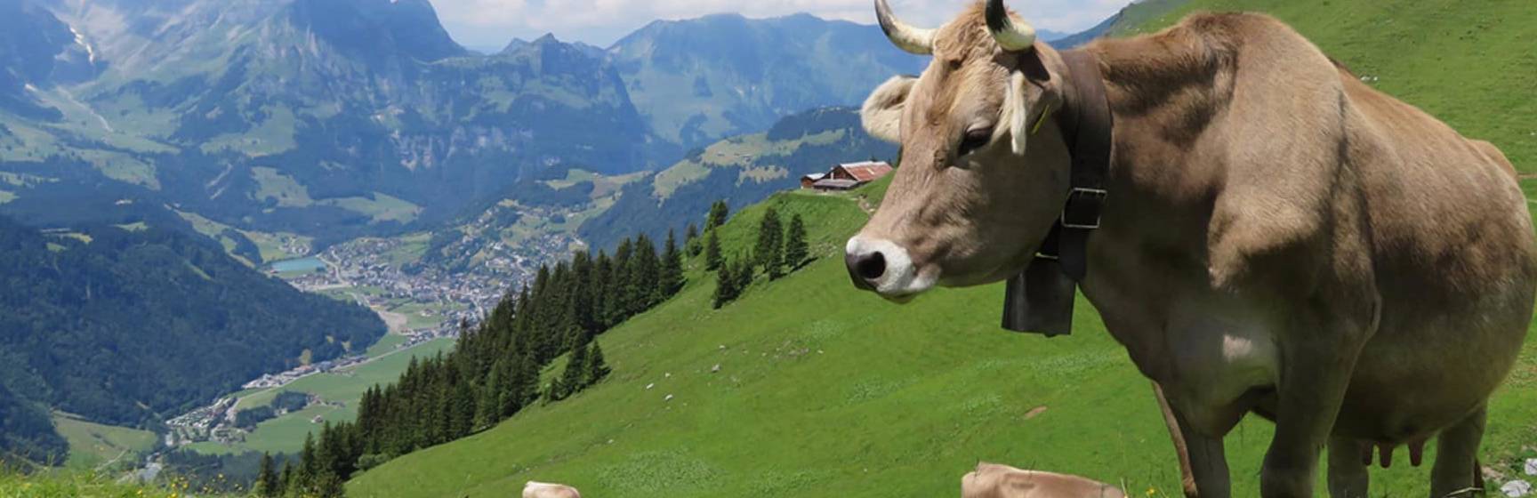 Engelberg titlis paisagem suica