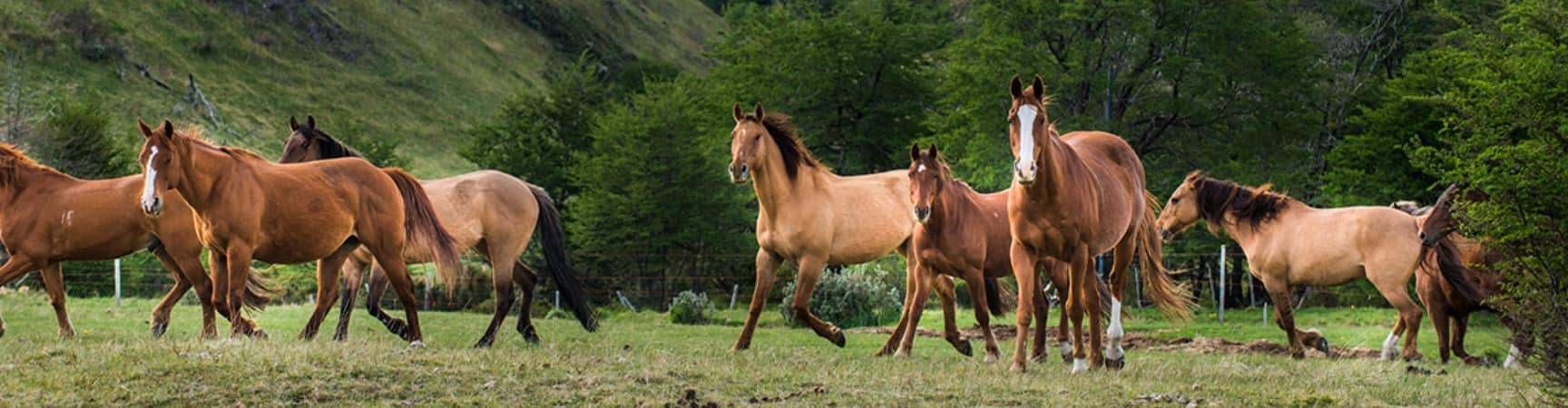 Explora patagonia cavalos
