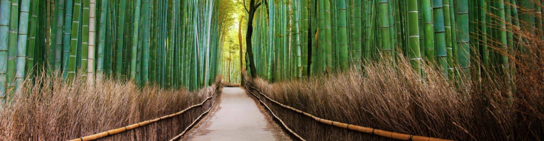 floresta de bambu, Arashiyama, Quioto, Pacote Japão