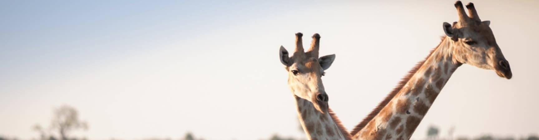 Girafas elefantes Botswana