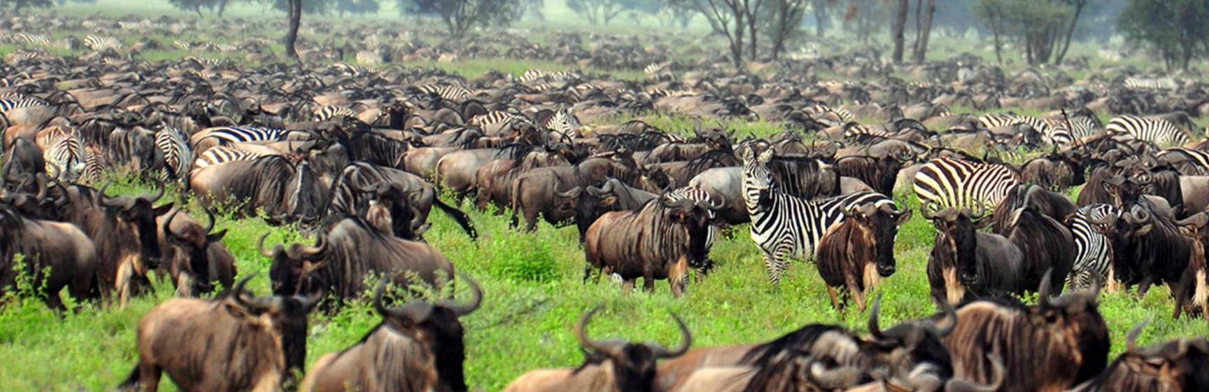 Grande Migração de Serengueti e Tanzânia