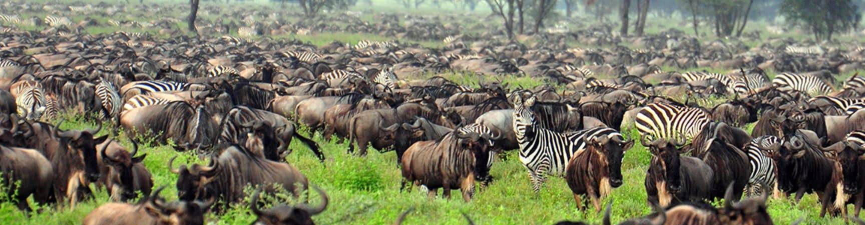 Grande Migração, Parque Nacional Serengeti, Tanzânia